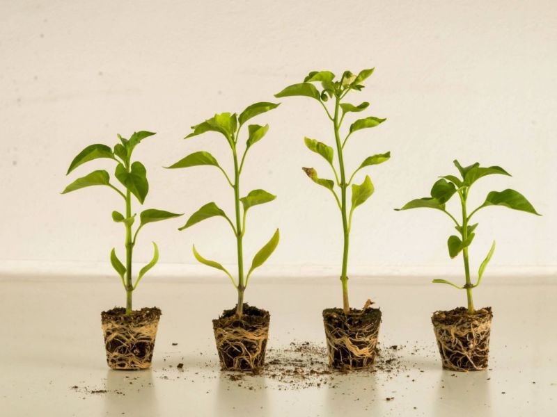 Faktor Yang Mempengaruhi Pertumbuhan Tumbuhan