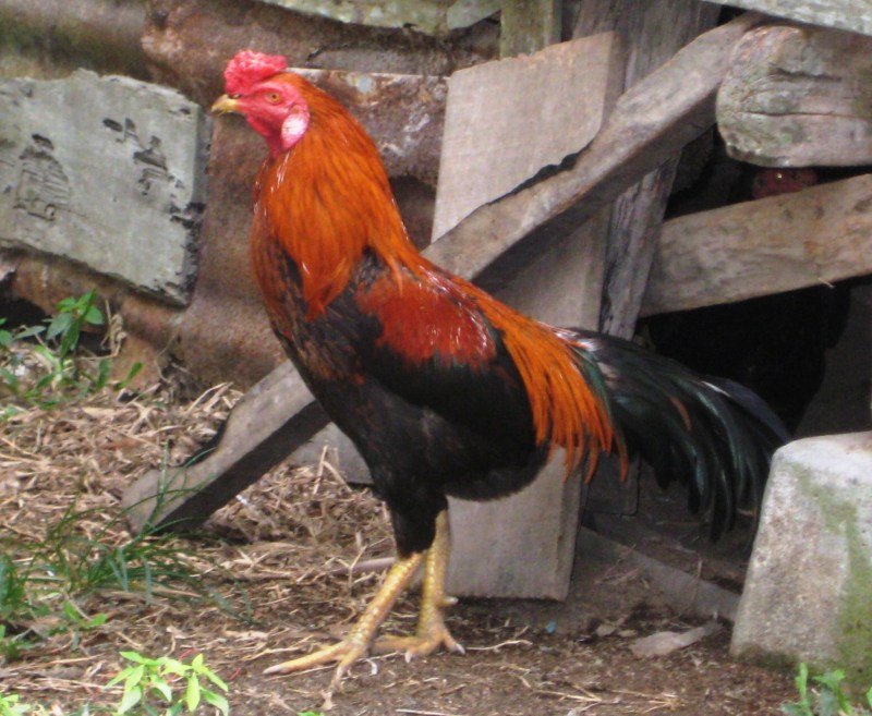 Cara Membuat Jengger Ayam Hutan Berdiri