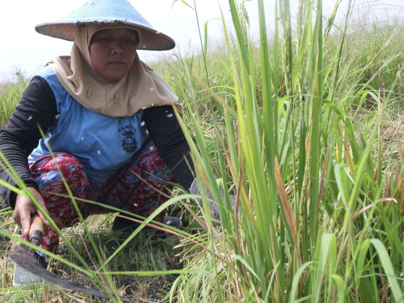 Dampak Perubahan Iklim Di Indonesia